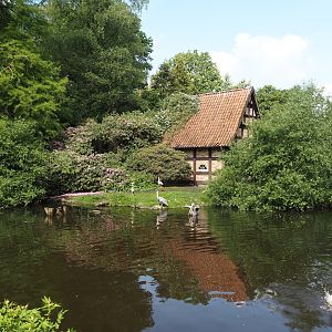 Peruvian pelican, Black-necked swan and Domestic Muscovy duck exhibit, 2024-05-24