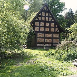 Peruvian pelican, Black-necked swan and Domestic Muscovy duck exhibit, 2024-05-21