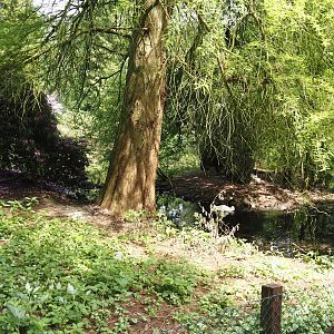 Peruvian pelican, Black-necked swan and Domestic Muscovy duck exhibit, 2024-05-21