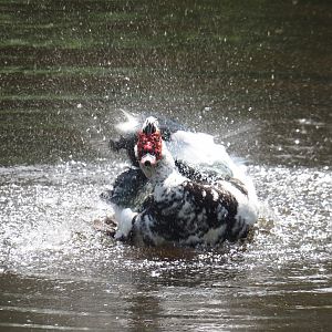 Domestic Muscovy duck splashing (Cairina moschata domestica), 2024-05-21