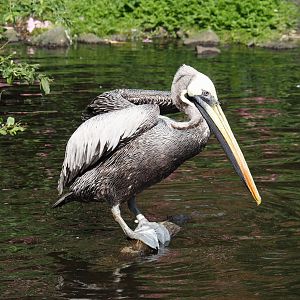 Peruvian pelican (Pelecanus thagus), 2024-05-24