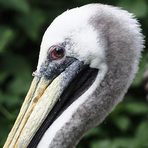 Peruvian pelican (Pelecanus thagus), 2024-05-24