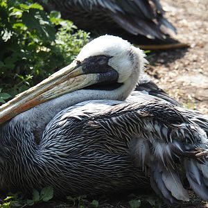 Peruvian pelican (Pelecanus thagus), 2024-05-23