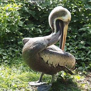 Peruvian pelican (Pelecanus thagus), 2024-05-23