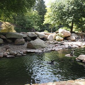 Humboldt penguin and Magellanic flightless steamer duck exhibit, 2024-05-21