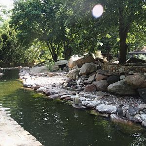 Humboldt penguin and Magellanic flightless steamer duck exhibit, 2024-05-21