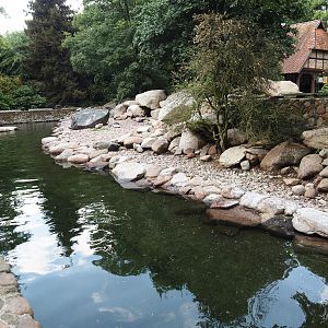 Humboldt penguin and Magellanic flightless steamer duck exhibit, 2024-05-23