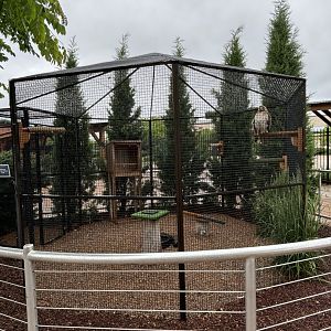 Red-Tailed Hawk Exhibit