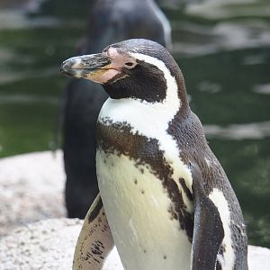 Humboldt penguin (Spheniscus humboldti), 2024-05-23
