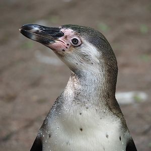 Juvenile Humboldt penguin (Spheniscus humboldti), 2024-05-24