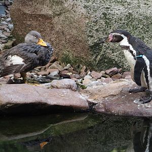 Magellanic flightless steamer duck (Tachyeres pteneres) and Humboldt penguin (Spheniscus humboldti), 2024-05-24