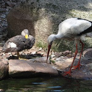 Magellanic flightless steamer duck (Tachyeres pteneres) and European white stork (Ciconia ciconia), 2024-05-24