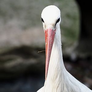 European white stork (Ciconia ciconia), 2024-05-24