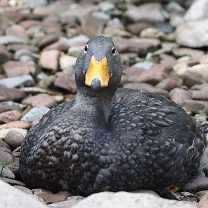 Magellanic flightless steamer duck (Tachyeres pteneres), 2024-05-24