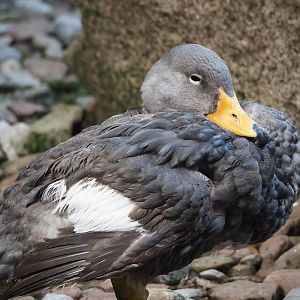 Magellanic flightless steamer duck (Tachyeres pteneres), 2024-05-24