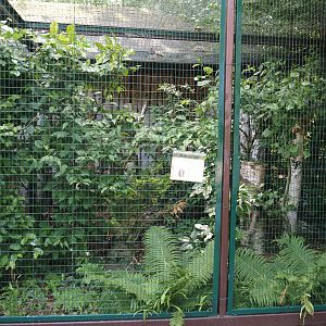 Mottled owl aviary, 2024-05-21
