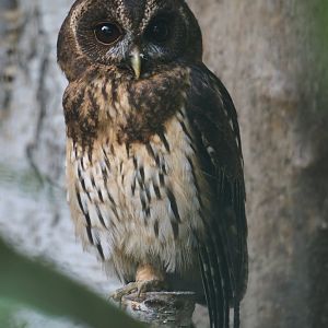 Mottled owl (Ciccaba virgata), 2024-05-21