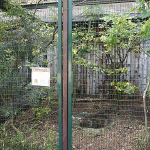 Boobook owl and Female Satyr tragopan aviary, 2024-05-21