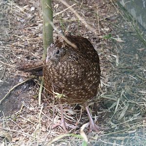 Female Satyr tragopan (Tragopan satyra), 2024-05-21