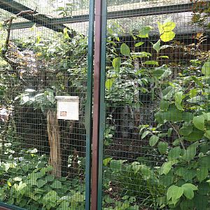 Yellow-headed caracara aviary, 2024-05-21