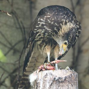 Juvenile Yellow-headed caracara (Milvago chimachima), 2024-05-21