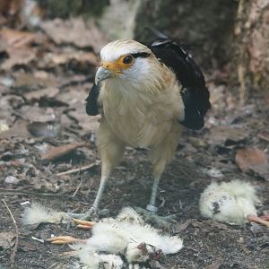 Yellow-headed caracara (Milvago chimachima), 2024-05-21
