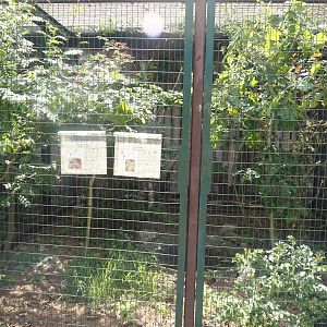 American kestrel and Burrowing owl aviary, 2024-05-21