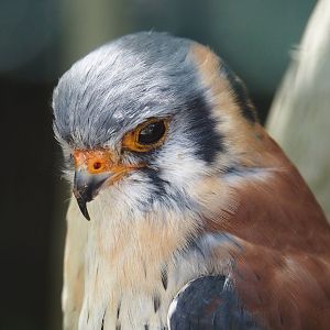 American kestrel (Falco sparverius), 2024-05-21