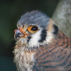 American kestrel (Falco sparverius), 2024-05-23