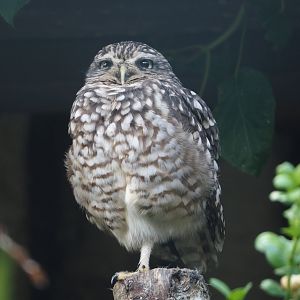 Burrowing owl (Athene cunicularia), 2024-05-23