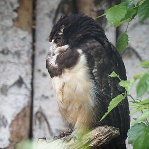 Spectacled owl (Pulsatrix perspicillata), 2024-05-23