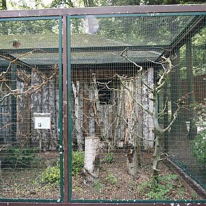 Austral parakeet and Chilean tinamou aviary, 2024-05-21