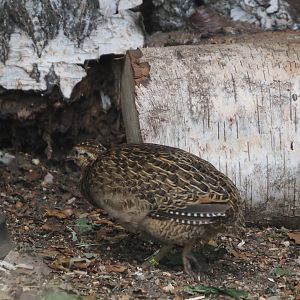 Chilean tinamou (Nothoprocta perdicaria), 2024-05-21
