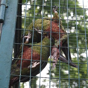 Austral parakeet  (Enicognathus ferrugineus), 2024-05-21