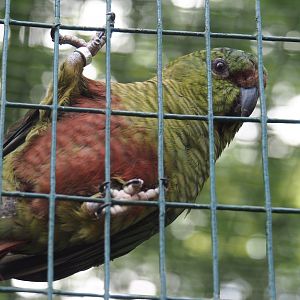 Austral parakeet  (Enicognathus ferrugineus), 2024-05-21