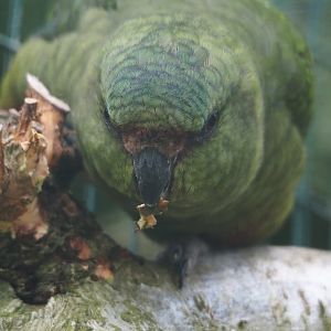 Austral parakeet  (Enicognathus ferrugineus), 2024-05-21