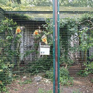 Chilean burrowing parrot aviary, 2024-05-21