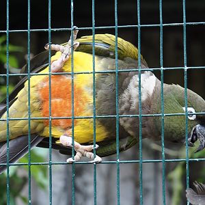 Chilean burrowing parrot (Cyanoliseus patagonus bloxami), 2024-05-21