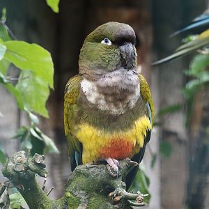 Chilean burrowing parrot (Cyanoliseus patagonus bloxami), 2024-05-23
