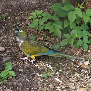 Chilean burrowing parrot (Cyanoliseus patagonus bloxami), 2024-05-24