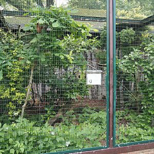 Oriental bay owl aviary, 2024-05-21