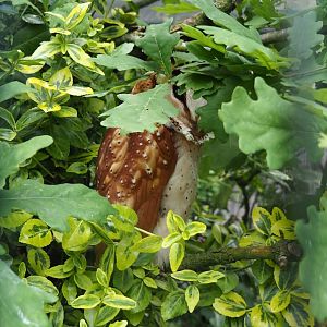 Oriental Bay Owl (Phodilus badius), 2024-05-21