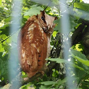 Oriental Bay Owl (Phodilus badius), 2024-05-21
