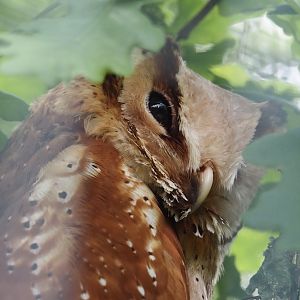 Oriental Bay Owl (Phodilus badius), 2024-05-21