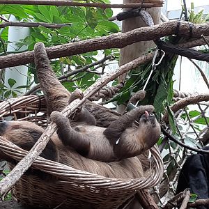 Two-Toed Sloths "Beany" and "Nico"