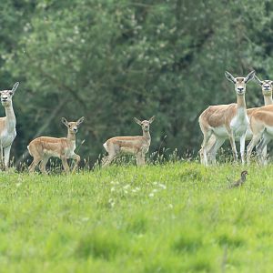 Blackbuck, Watatunga, UK