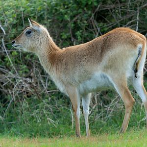 Kafue Flats Lechwe, Watatunga, UK