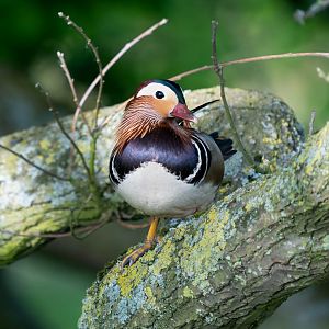 Mandarin duck, Watatunga, UK