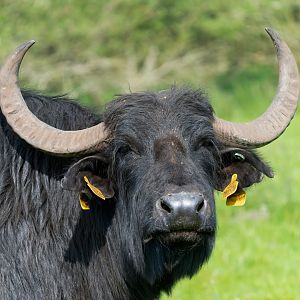 Water buffalo, Watatunga, UK