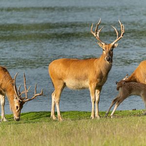 Pere David deer, Watatunga, UK